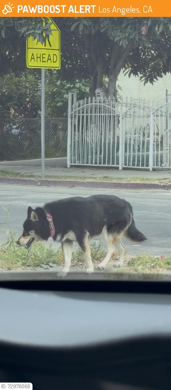 Found/Stray Unknown Dog last seen 108th and Weigand, Los Angeles, CA 90059