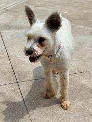 Found/Stray Unknown Dog last seen W. Forrest Hills Road and Western Avenue , Guthrie, OK 73044