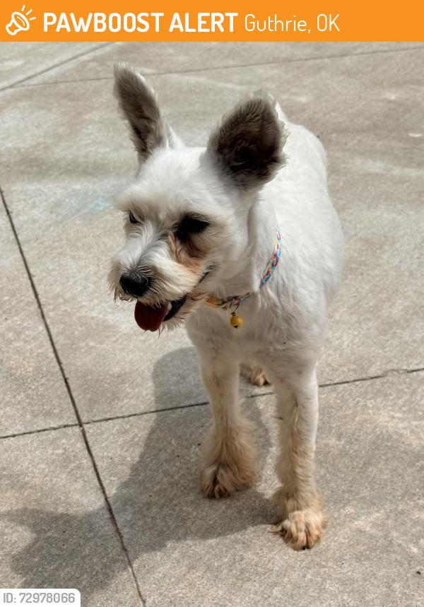 Found/Stray Unknown Dog last seen W. Forrest Hills Road and Western Avenue , Guthrie, OK 73044