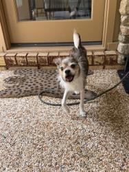 Reunited Male Dog last seen Off of Carolyndon Dr near rich fork preserve, High Point, NC 27262
