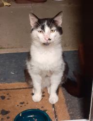 Lost Male Cat last seen Village centre area, Broughton Astley, England LE9