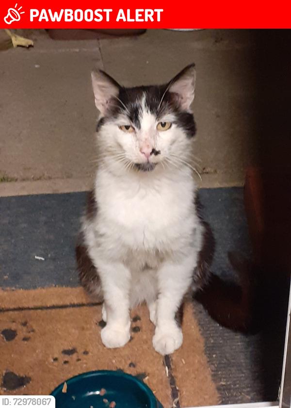 Lost Male Cat last seen Village centre area, Broughton Astley, England LE9