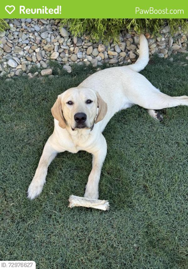 Reunited Male Dog last seen Mt Lebanon church rd , Spartanburg County, SC 29651