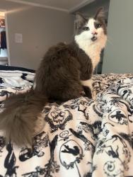 Lost Male Cat last seen Charlotte highway and Fairview downs , Fairview, NC 28730