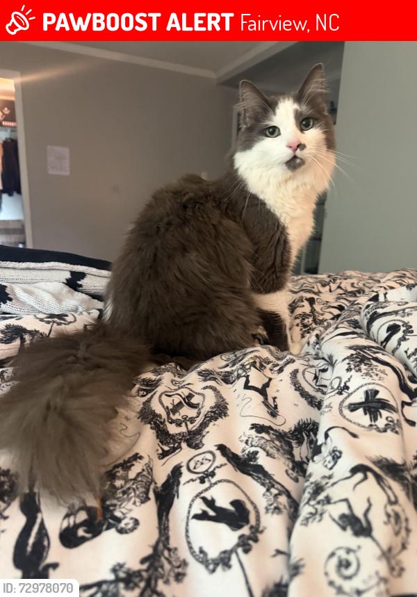 Lost Male Cat last seen Charlotte highway and Fairview downs , Fairview, NC 28730
