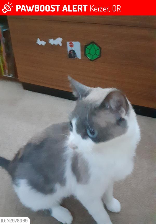 Deceased Female Cat last seen Mistwood Dr NE, Keizer, OR 97303, USA, Keizer, OR 97303