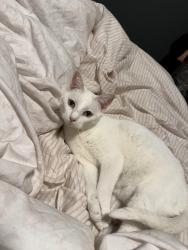 Lost Female Cat last seen Glencoe and hale , Denver, CO 80220