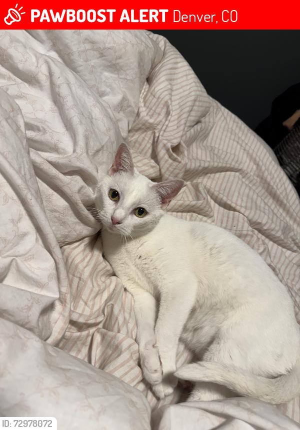 Lost Female Cat last seen Glencoe and hale , Denver, CO 80220