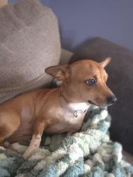 Lost Female Dog last seen Hemlock springs, Shickshinny, PA 18655