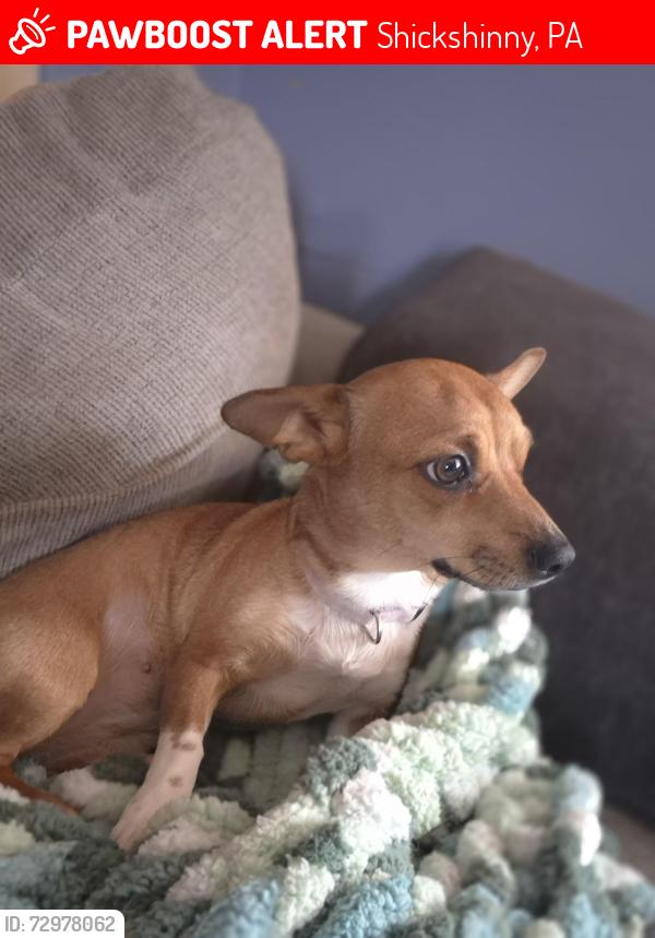 Lost Female Dog last seen Hemlock springs, Shickshinny, PA 18655