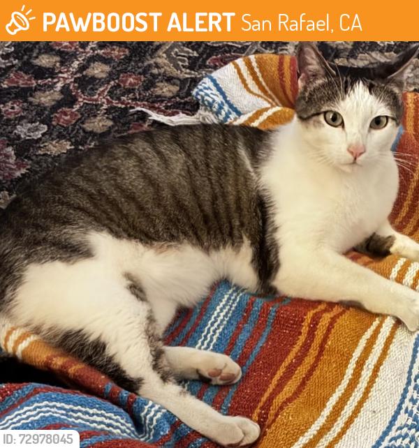 Found/Stray Unknown Cat last seen Found in the field located behind Yosemite Rd in Contempo Marin , San Rafael, CA 94903