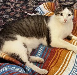 Found/Stray Unknown Cat last seen Found in the field located behind Yosemite Rd in Contempo Marin , San Rafael, CA 94903