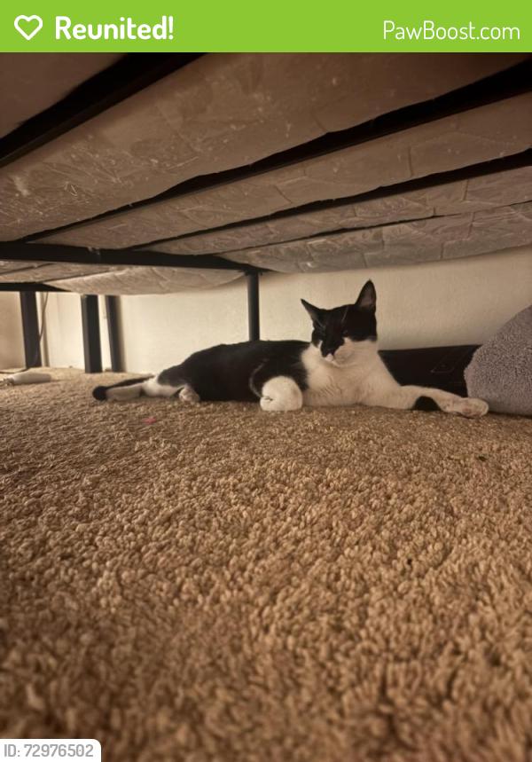 Reunited Male Cat last seen Flagstaff Airport and Swift Station , Flagstaff, AZ 86001