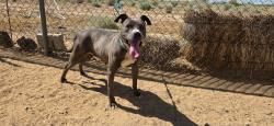 Shelter Stray Female Dog last seen , 5000 Lindbergh Blvd, California City, CA 93505, USA