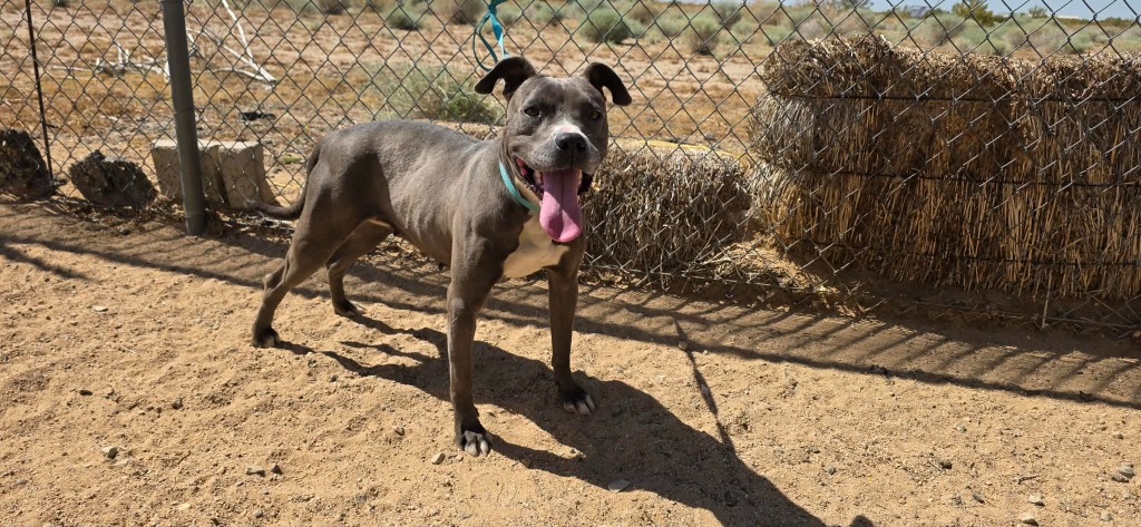 Shelter Stray Female Dog last seen , 5000 Lindbergh Blvd, California City, CA 93505, USA