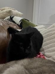 Lost Male Cat last seen Axtell Drive, Summerville, SC 29485