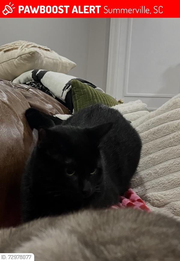 Lost Male Cat last seen Axtell Drive, Summerville, SC 29485