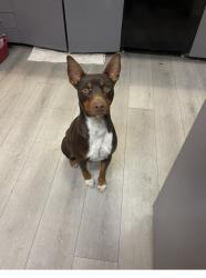 Lost Male Dog last seen Del Rosa, San Bernardino, CA 92404