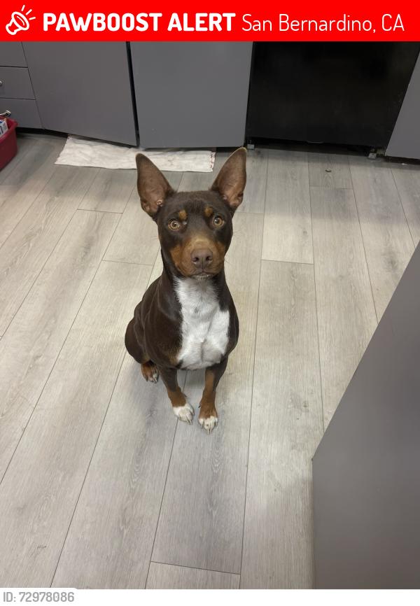 Lost Male Dog last seen Del Rosa, San Bernardino, CA 92404