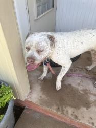 Found/Stray Male Dog last seen Pecos madison, San Angelo, TX 76901