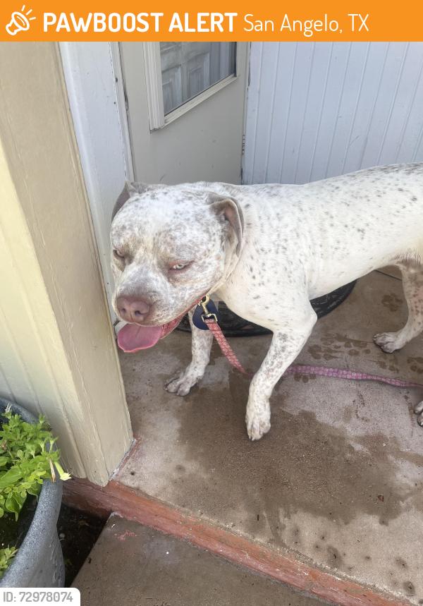 Found/Stray Male Dog last seen Pecos madison, San Angelo, TX 76901