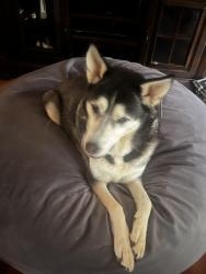 Found/Stray Male Dog last seen Highway 42, Henry County, GA 30252