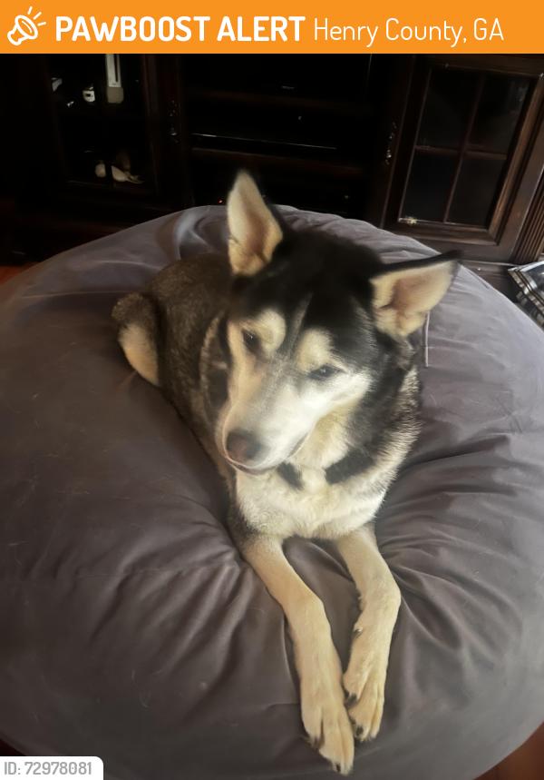 Found/Stray Male Dog last seen Highway 42, Henry County, GA 30252