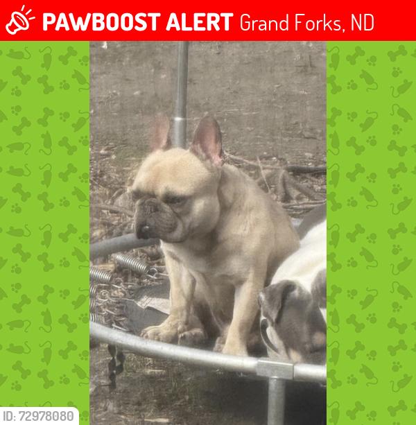 Lost Male Dog last seen Near university Ave back all 18 to 19, Grand Forks, ND 58203