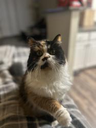 Lost Female Cat last seen Carriage and Calvin drive , Citrus Heights, CA 95621