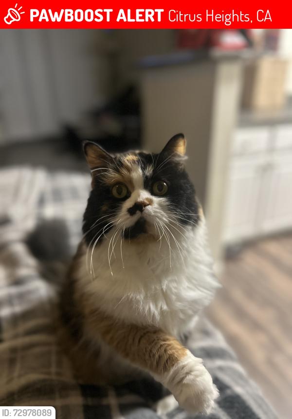 Lost Female Cat last seen Carriage and Calvin drive , Citrus Heights, CA 95621