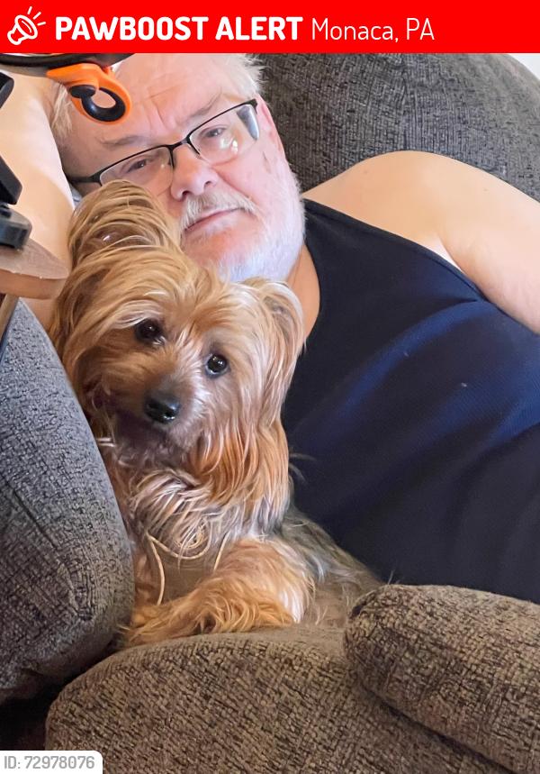 Lost Male Dog last seen Marshall Rd, Monaca, PA 15061