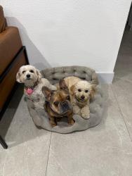 Reunited Female Dog last seen Vegas dr & jones or micheal way & lake mead, Las Vegas, NV 89108