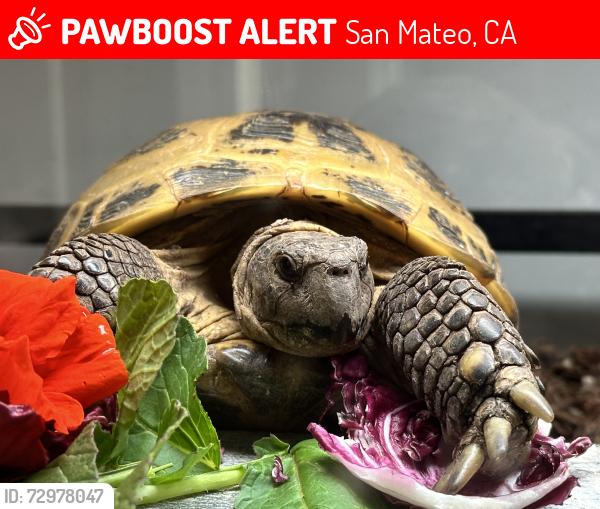 Lost Female Reptile last seen San Mateo Highlands, Crystal Springs, San Mateo, CA 94402