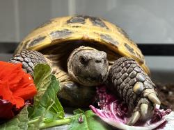 Lost Female Reptile last seen San Mateo Highlands, Crystal Springs, San Mateo, CA 94402