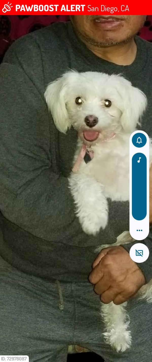Lost Female Dog last seen Near Jacmar Ave, San Diego, CA 92114