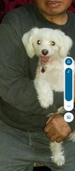 Lost Female Dog last seen Near Jacmar Ave, San Diego, CA 92114