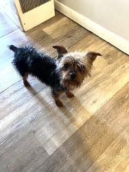 Found/Stray Female Dog last seen Near E Walnut St, Allentown, PA 18109, Allentown, PA 18109