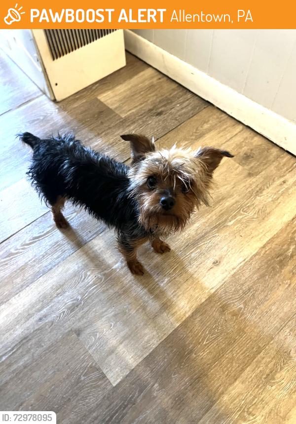 Found/Stray Female Dog last seen Near E Walnut St, Allentown, PA 18109, Allentown, PA 18109