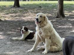 Lost Female Dog last seen Maynard drive , Winston-Salem, NC 27107