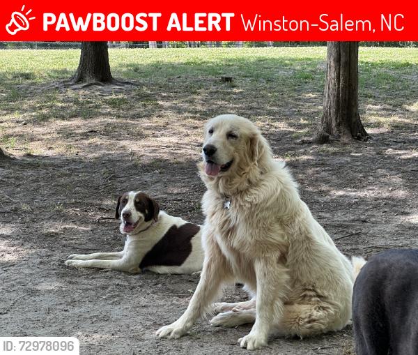 Lost Female Dog last seen Maynard drive , Winston-Salem, NC 27107