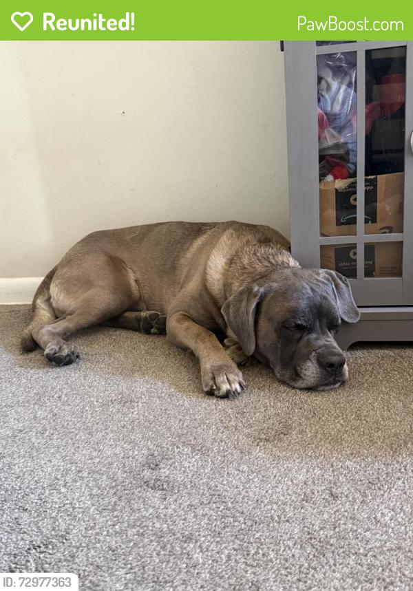 Reunited Female Dog last seen 104th and irma, Northglenn, CO 80233