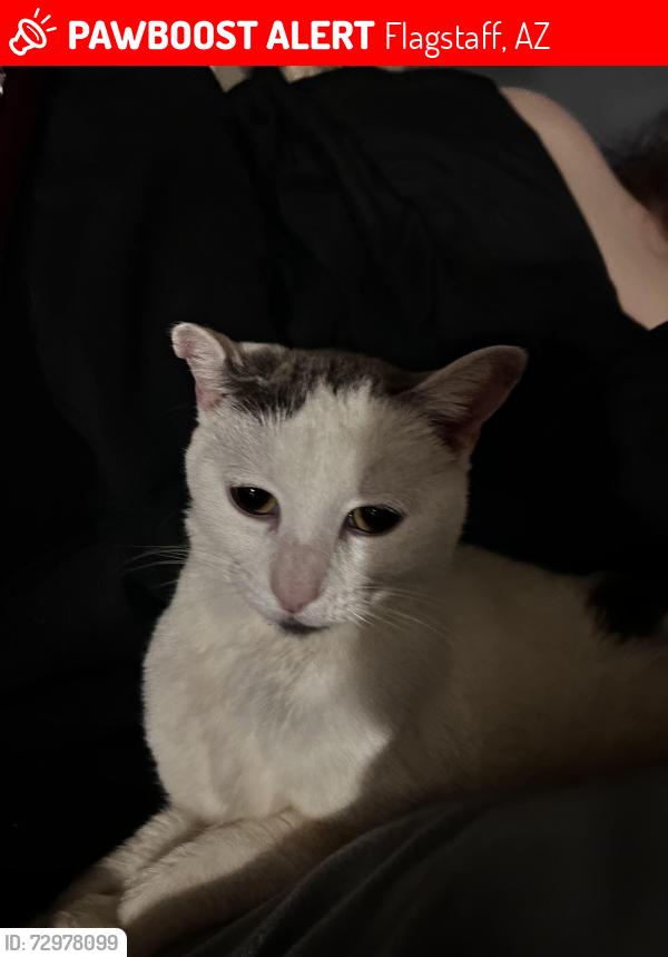 Lost Female Cat last seen University heights dr north, Flagstaff, AZ 86005