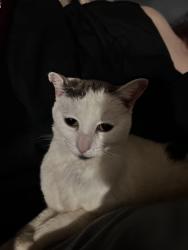 Lost Female Cat last seen University heights dr north, Flagstaff, AZ 86005