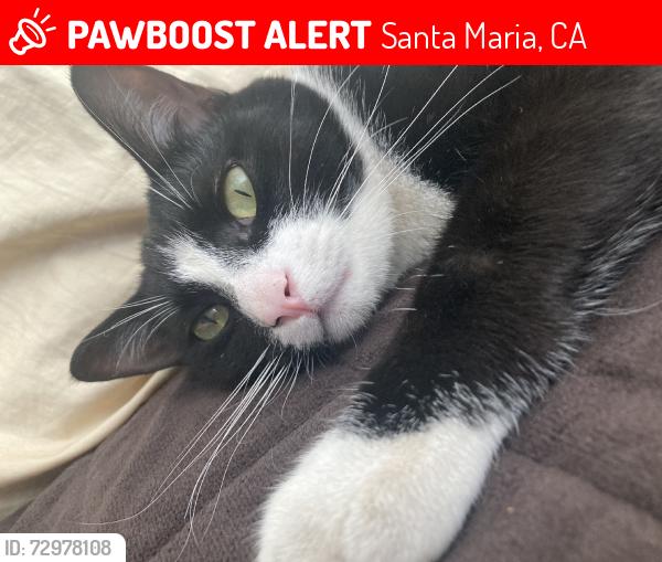 Lost Male Cat last seen N Miller St, Santa Maria, CA 93454
