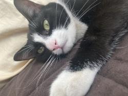 Lost Male Cat last seen N Miller St, Santa Maria, CA 93454