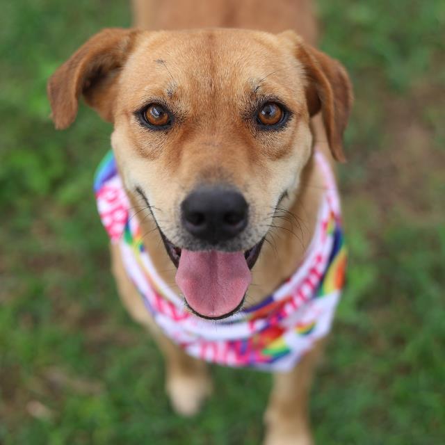 Shelter Stray Female Dog last seen BUENA VISTA ST, 4710 TX-151, San Antonio, TX 78227, USA
