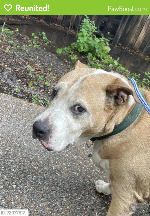 Reunited Male Dog last seen Near N Edna Ave, Lewisville, TX 75057, USA, Lewisville, TX 75057