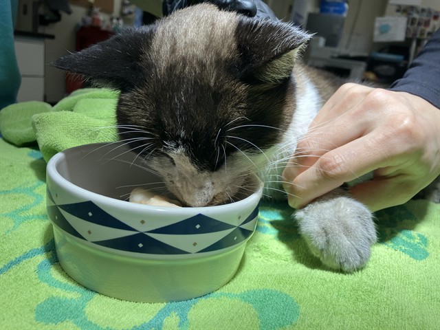 Shelter Stray Male Cat last seen , Camarillo, CA 93010