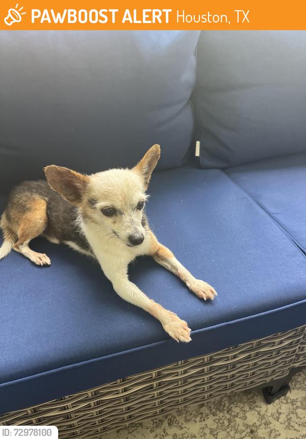 Found/Stray Male Dog last seen Wesrheimer, Houston, TX 77063