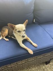 Found/Stray Male Dog last seen Wesrheimer, Houston, TX 77063